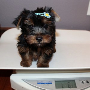 Astonishing and adoable teacup yorkies for xmas available now(contact 631-771-2346)