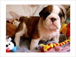 English Bulldogs Puppies Ready