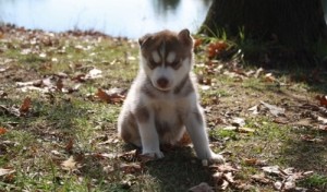 lovable Siberian Husky puppies for sale