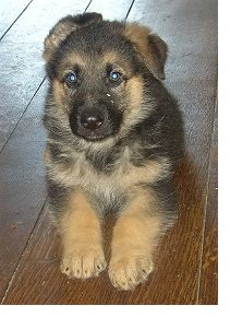 Awesome German Shepperd Puppies Needing Homes