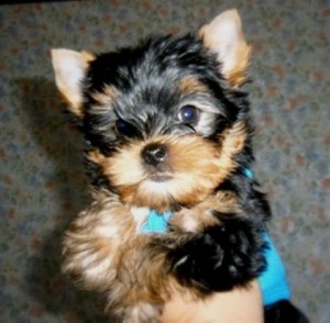 Pure breed T-Cup Yorkie puppies