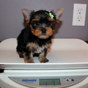 Adorable and very cuddly yorkie puppies available