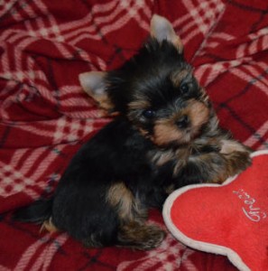 Adorable and very cuddly yorkie puppies available