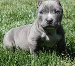 Pit bull puppies ready to go