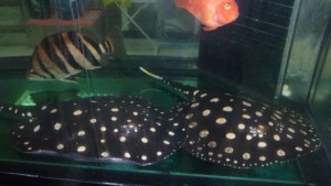 Black Diamond leopoldi Stingray