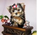 Affectionate and charming Yorkshire Terrier puppies for free adoption