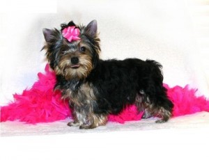 Yorkie Puppies for Christmas (707) 726-8248