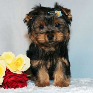 Healthy Male And Female Teacup Yorkie Puppies