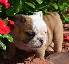 Wrinkled *English Bulldog* Puppies