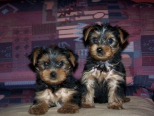 !! FREE !! TeaCup Yorkie Puppies for Thanks Giving (Best Quality)