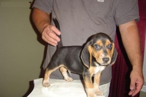 Wow!! Charming and Healthy Male and Female Beagle puppies for free adoption