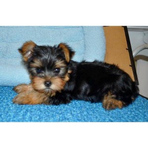 perfect looking Yorkies Puppies Available