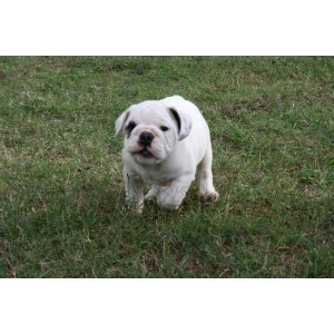 bulldog puppies for adoption