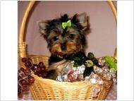 !!TALENTED MALES AND FEMALES YORKIE PUPPIES FOR ADOPTION!!