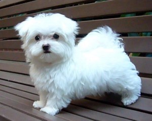 affordable and charming maltese puppies for sale