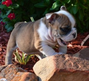 AKC English Bulldog Puppies For Free Adoption