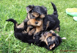 2 Cute  Pomeranian puppies