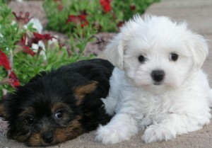 X-Mas Charming Tea-Cup Maltese puppies for Adoption