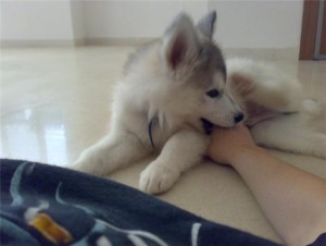 X-Mas Charming Siberian Husky puppies for Adoption