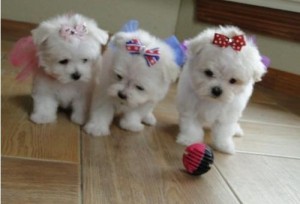 Quality and very lovely with kids and other home pets maltese puppies