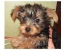 2 cut yorkie puppy available for free adoption