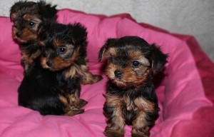 Three yorkie puppies  for rehoming two females  and a male