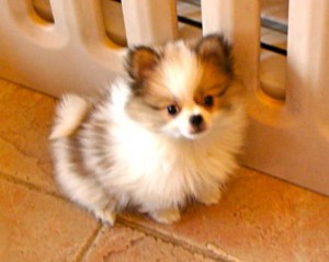 5 Beautiful Pomeranian puppies