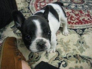 Adorable FRENCH BULLDOG