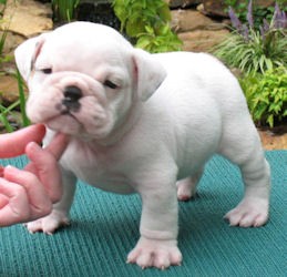 Adorable English bulldog puppies for adoption