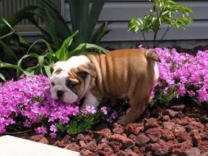 English bulldog puppies for home adoption now pls contact us for more details