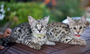 Two Male  and  Female F2 Savannah Kitten For Adoption