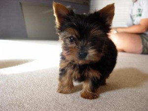 Our Adorable Yorkie Puppies Ready To Go