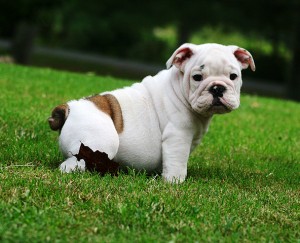 Our Adorable English Bulldog Puppies Ready To Go