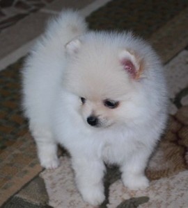 healthy pomeramerian puppies available