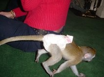 NICE AND CUTE CAPUCHIN MONKEYS FOR ADOPTION THIS X-MAS