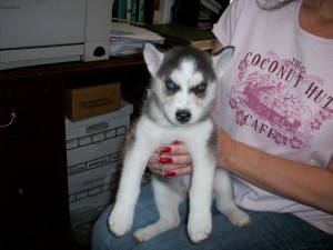 affectionate blue eyes siberian husky for a new home