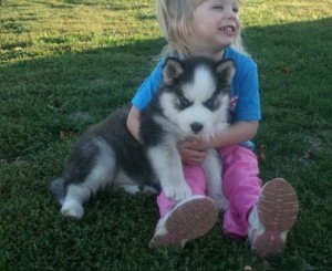 X-Mass Siberian Husky Puppies For A good and caring home .