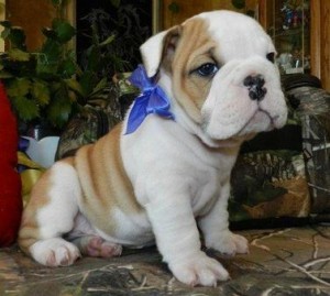 ADORABLE  MALE AND 2 FEMALES ENGLISH BULLDOG PUPPIES FOR REHOMING