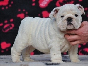 Available new litters bulldog puppies