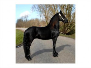 Smart and Handsome 6yrs  Friesian Gelding  Horse For adoption