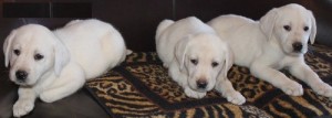 Labrador Retriever Puppies For Sale To Lovely Homes