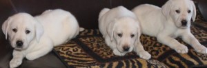 Labrador Retriever Puppies For Sale To Lovely Homes