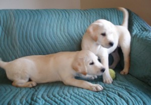 Labrador Retriever Retriever Puppies Available