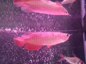 24K Golden Arowana and Asian red for sale--------Reduce Prices!!!!