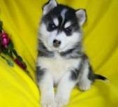 BLUE EYES MALE AND FEMALE SIBERIAN HUSKY PUPS FOR ADOPTION