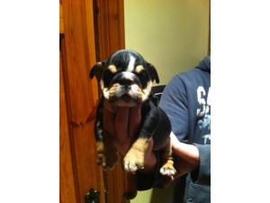 Cute AKC Registered English bulldog Puppies Available And Ready To Go