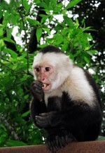 Male and Female capuchin monkey for your home this ex Mass