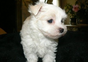 Healthy Male And Female teacup Maltese puppies for adoption