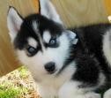 Beautiful White Siberian Husky Pups