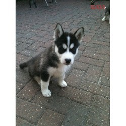 Playful Blue Eyes Siberian Husky Puppies.